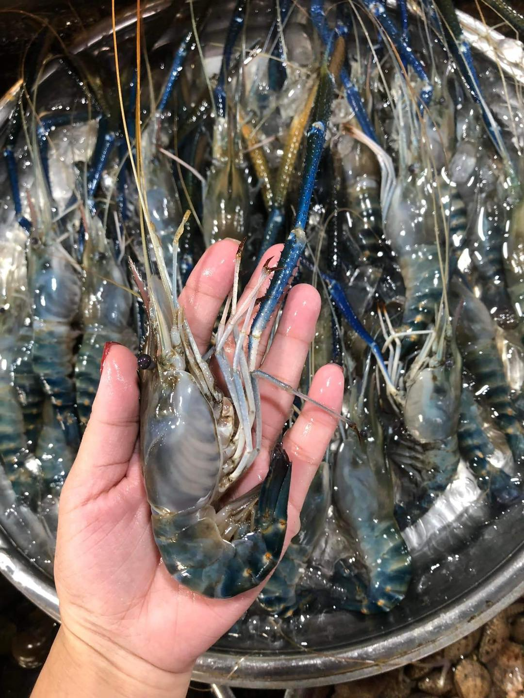 Freshwater Prawn