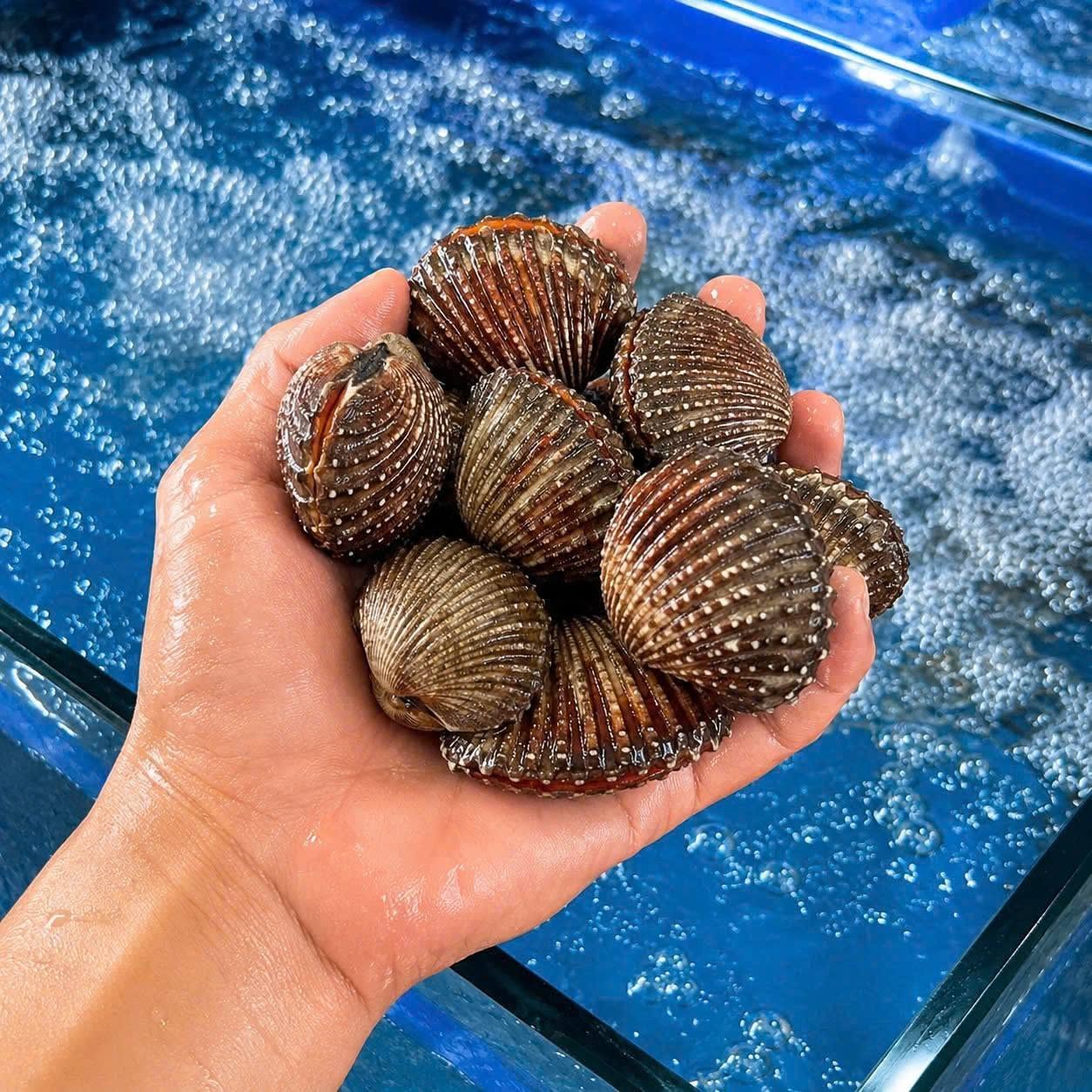 Blood Cockle