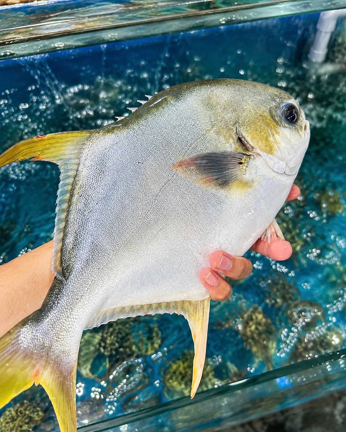 Snubnose Pompano