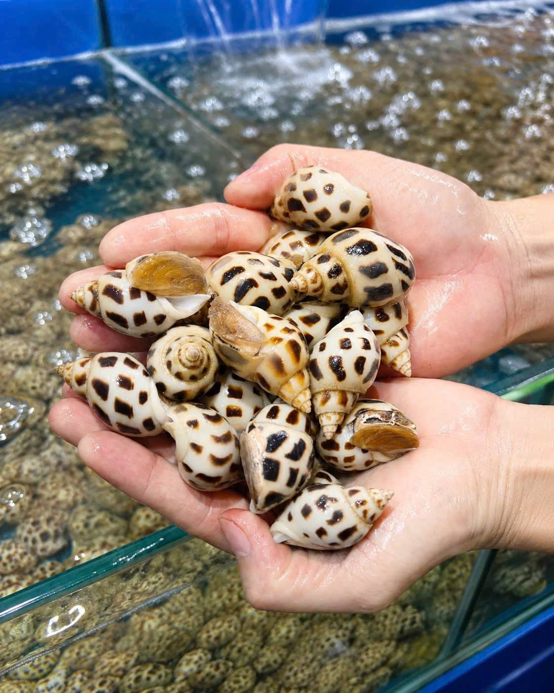 Sweet Snail