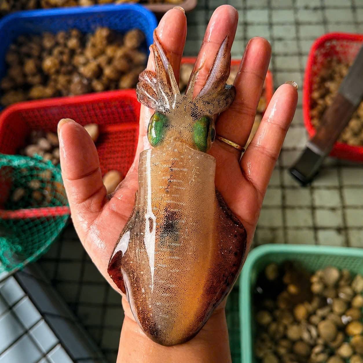 Squid