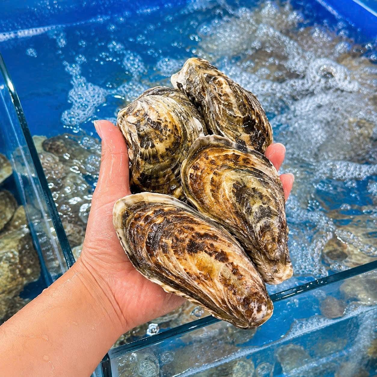 Oyster