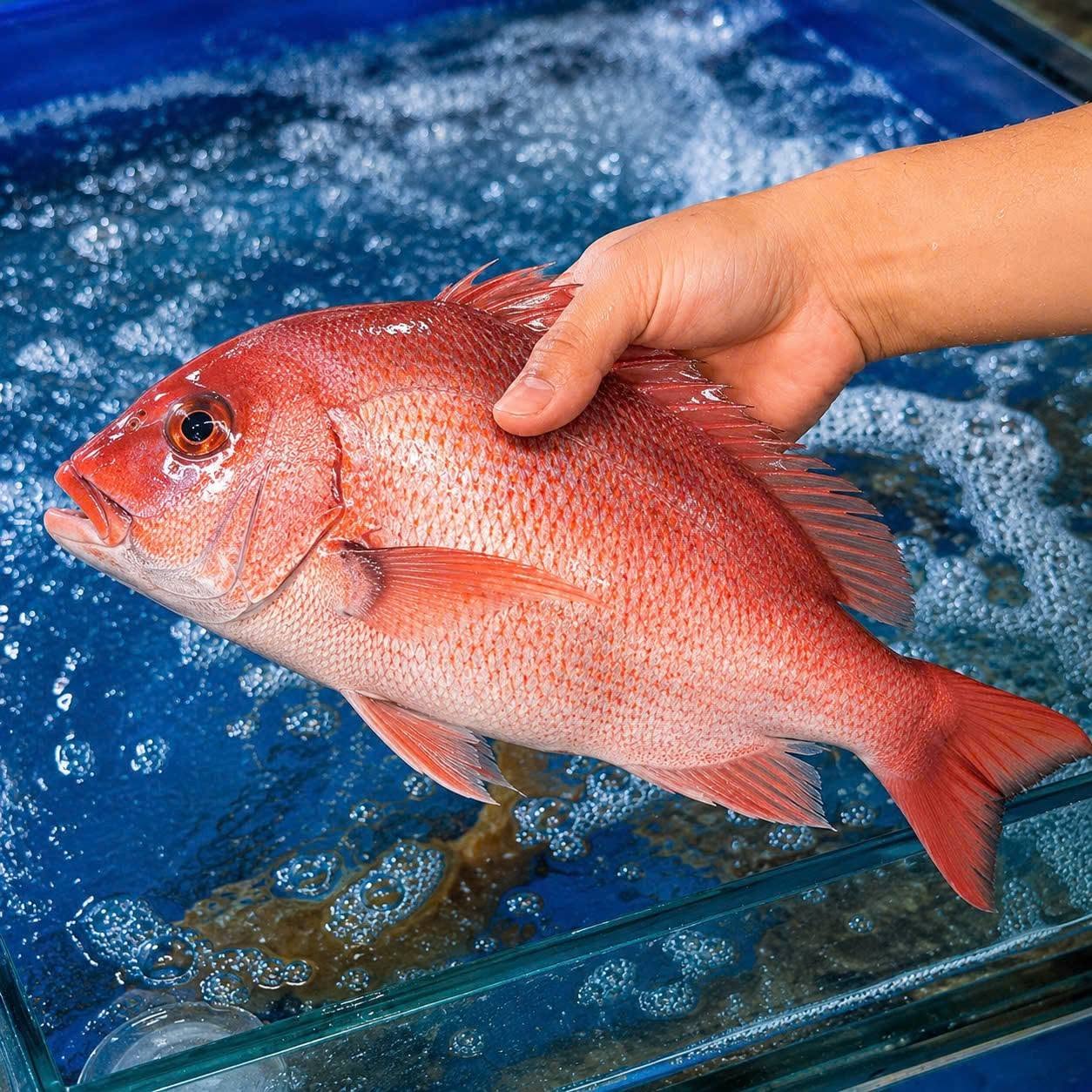 Red Sea Bream