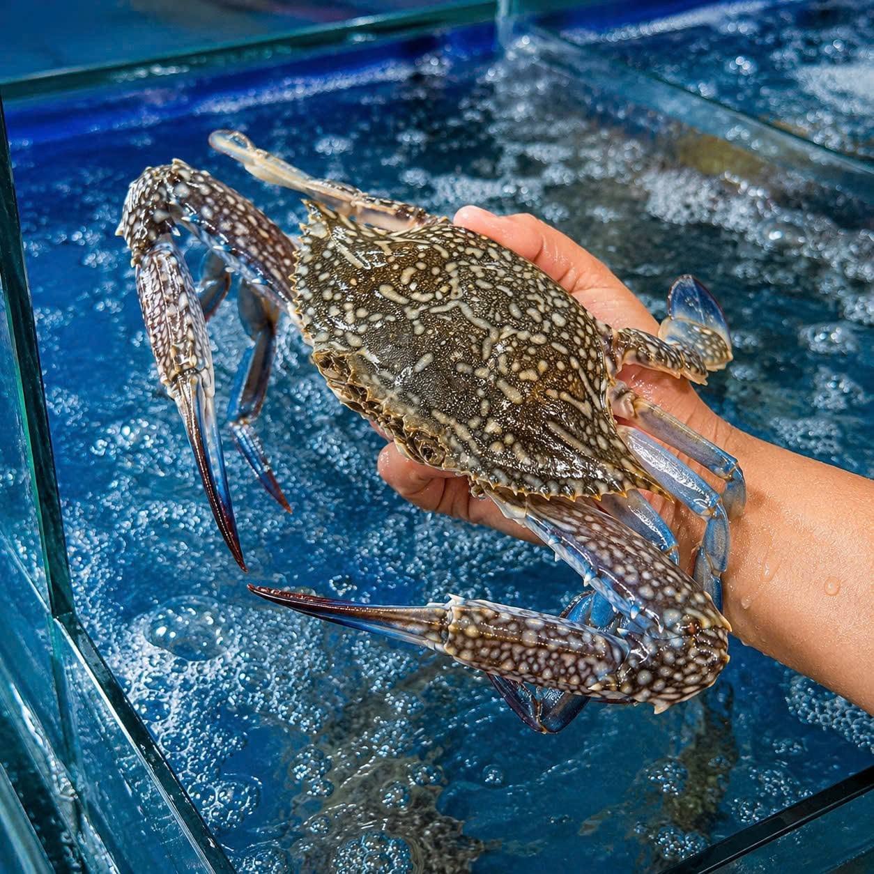 Crab