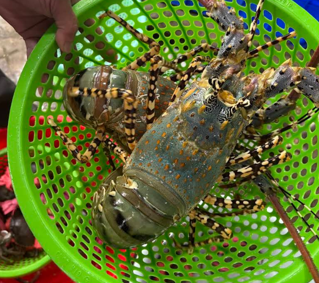 Rock Lobster